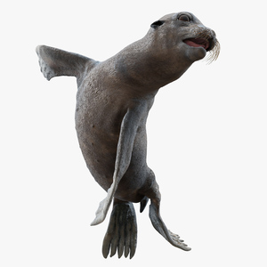 3D Wet Sea Lion Swimming Pose