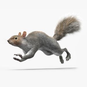 3D Gray Squirrel Fur Animated Rigged model