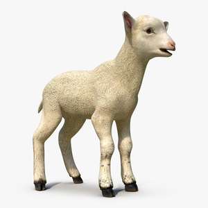 3D model Lamb