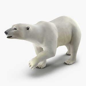 Polar Bear Pose 2 3D