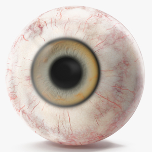 Realistic Dog Eye 3D