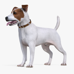 3D model White Jack Russell Terrier Fur Attention Pose