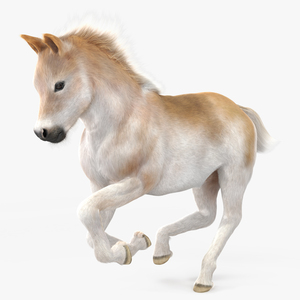 Galloping Shetland Pony Fur 3D