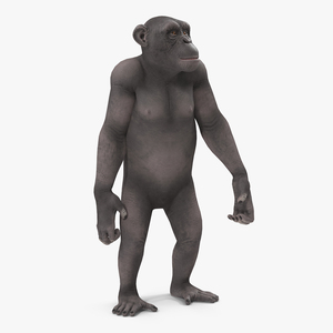 Chimpanzee Dark Rigged 3D