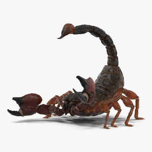 3D model Scorpion Rigged