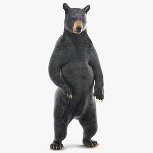 Standing Black Bear 3D model