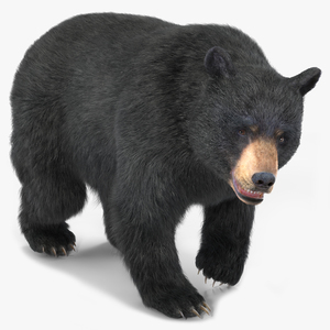 3D Black Bear Fur Rigged