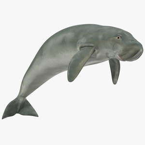 3D model Dugong Swimming Pose