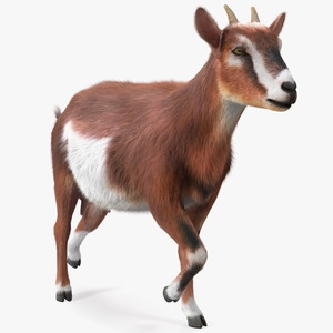 3D Walking Goat Fur