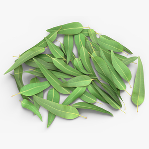 3D Pile of Fresh Eucalyptus Leaves