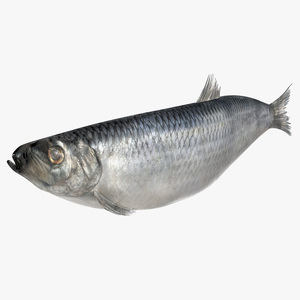 Realistic Atlantic Herring Rigged for Maya 3D