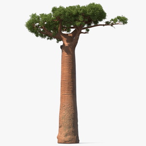 3D Baobab Tree