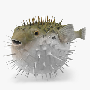 3D model Inflated Puffer Fish