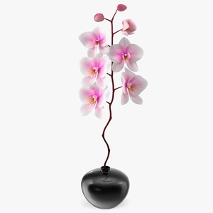 3D Orchid Stem and Black Vase