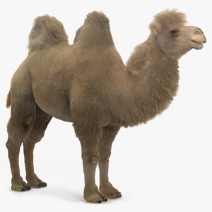 Bactrian Camel Light Colored Fur 3D