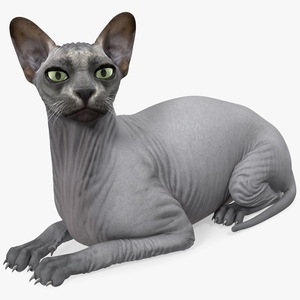 Sphynx Cat Black Lying Pose 3D