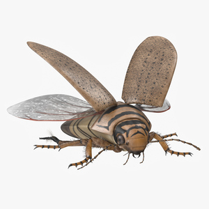 3D Hygrobia Beetle Beige Flying model