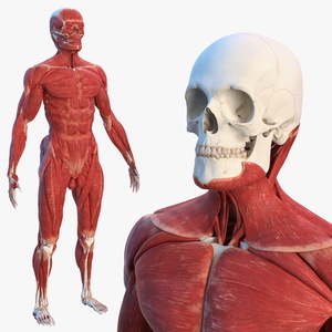 3D Male Skeleton and Muscular System model