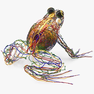 3D Frog Venous System model