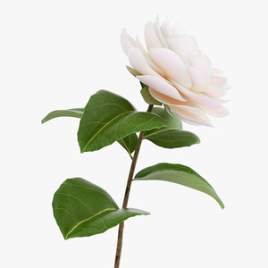 3D Blooming Flower Camelia model