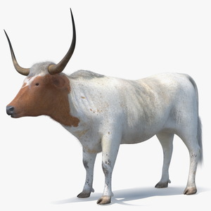 3D model Texas Longhorn White Color Fur