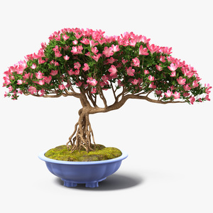 Miniature Green Bonsai Tree with Flowers in Pot 3D