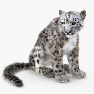 Snow Leopard in Sitting Pose Fur 3D