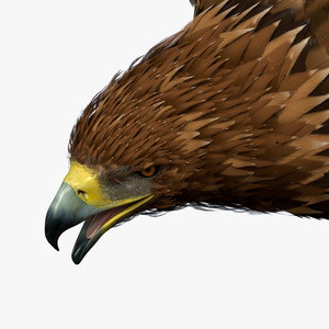 Flying Golden Eagle 3D model