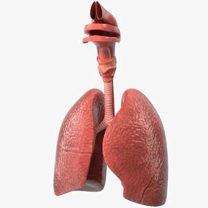 Human Respiratory System 3D model