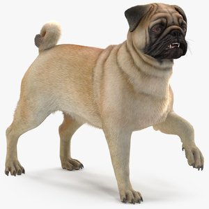 3D Pug Dog Fur Rigged model