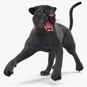 Black Panther Rigged for Cinema 4D 3D model