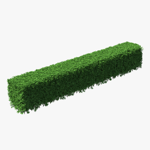 Boxwood Hedge Fence 3D model