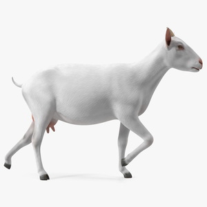 3D White Goat Walking model