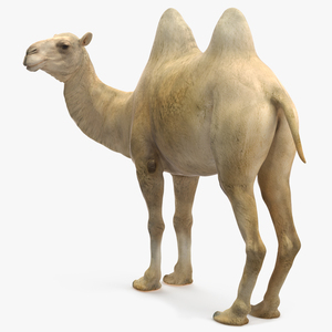 Bactrian Camel Light Colored Standing Pose 3D