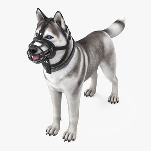 Husky in a Baskerville Muzzle 3D model