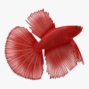 Red Crowntail Betta Fish 3D model