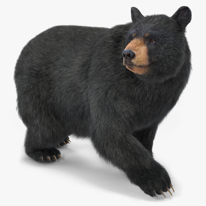 3D model Black Bear in Walking Pose Fur