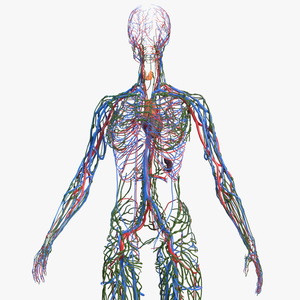 Female Circulatory and Lymphatic System Anatomy 3D