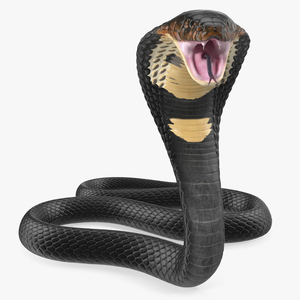 3D model Dark Skin Cobra Attacking Pose