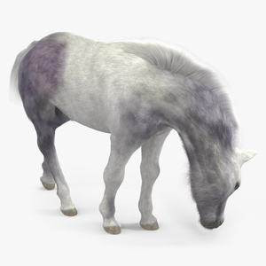 White Shetland Pony in Grazing Pose Fur 3D model