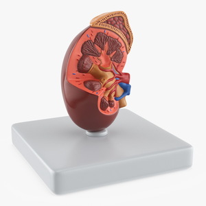 3D model Kidney Inside Medical Model for 3D Print