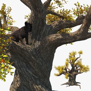 3D Black Leopard Cub on Ancient Twisted Tree