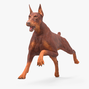 3D Doberman Dog Brown Running