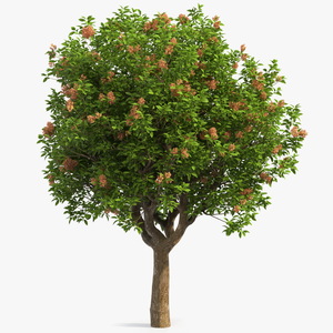 Pistachio Tree with Nuts 3D model