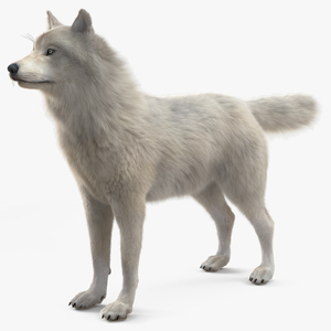 Polar Wolf Fur 3D model