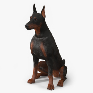 3D Doberman Pinscher Sits Fur