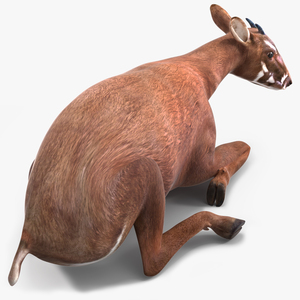 3D model Saola Reclining