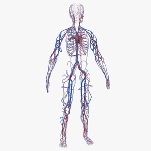 Human Cardiovascular System Full Body 3D