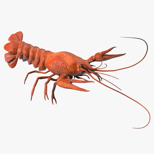 Crawfish Boiled Rigged 3D