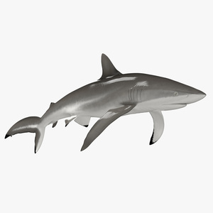 Realistic Silky Shark Rigged for Maya 3D